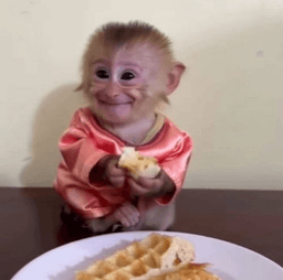 Monkey Tato