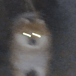 Scary dawg