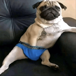 Thug pug tuah 