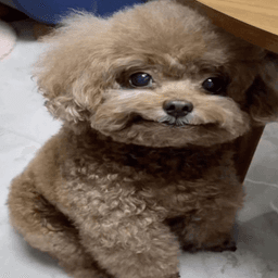 whimsy mulch dog