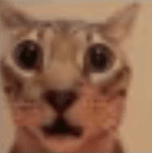 what did u just say? (/kitten)
