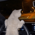 cat drive