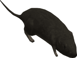 Halo 3 Rat