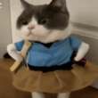 cat angry