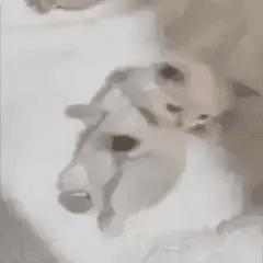 dumb kitty