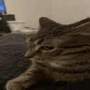 suscat
