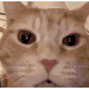 cat lol