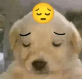 pensive dog