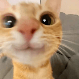 cute cat