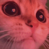 Kitty in love