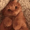 kitty