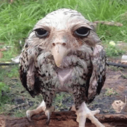 owl