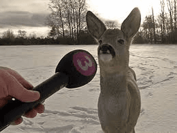 interview