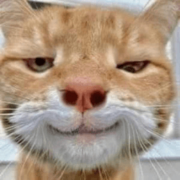 Derp