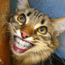 Cheeese