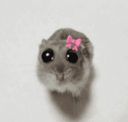 cute rodent