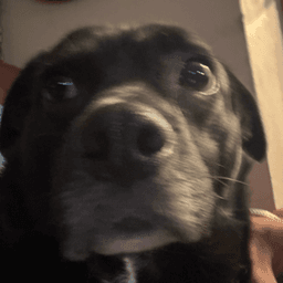 Shook dog 