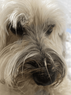 Blind Side Eye Dog