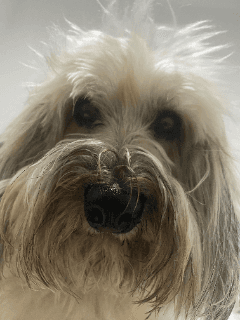 Death Stare Dog