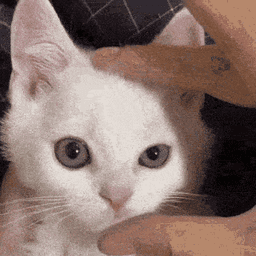 Squeeze Kitty