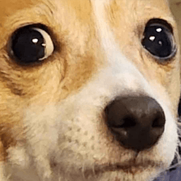 Concerned Dog
