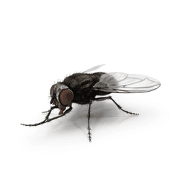Fly on the wall