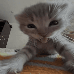 happy kitty /loathing