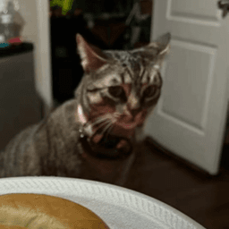 cat stare v2 /loathing