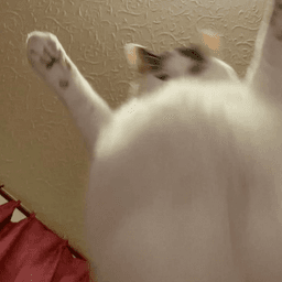 Nghhhhhhgffgvghjkkkll