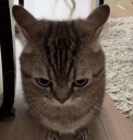 catgrumpyangry