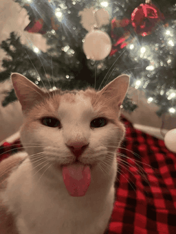 festive cat
