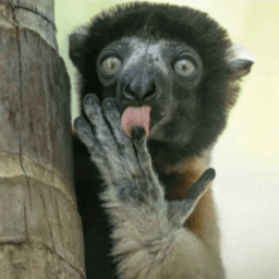 Lemur