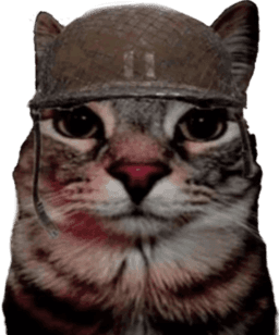 soldier cat