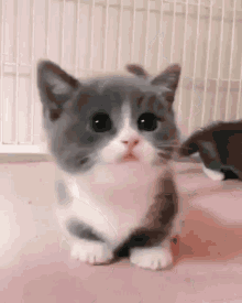 gatinho