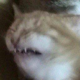 Cat weird
