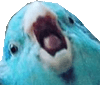 ScremBirb