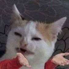 wtf cat