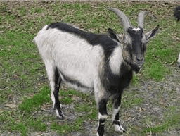 alpine goat
