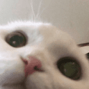 cat peek