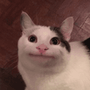 Cat Awkward