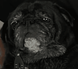 Knife Edgar
