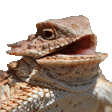 heheheh