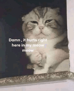 meow meow