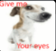 Give me your eyes dog