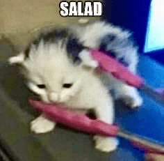 salad