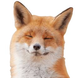 Meditating fox