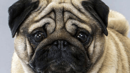 pug