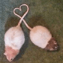 trash love