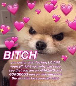 Wholesome Pomeranian: BITCH