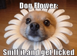 Wholesome: Flower Doggo